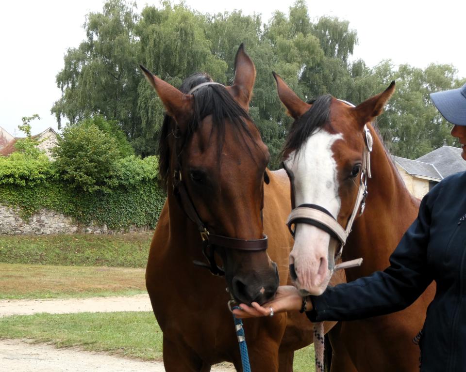 Grand show du cheval Arabe