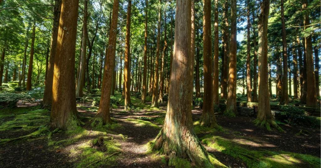Balade en forêt