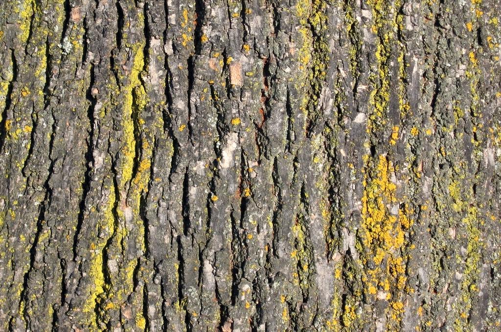Exposition de photographies : Etats de bois - Ecorces