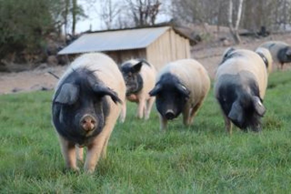 GAEC DE LA VACHE NOIRE - ÉTÉ À LA FERME -