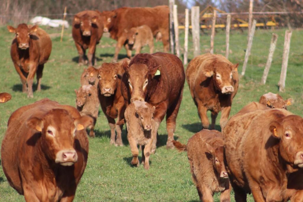 GAEC DE LA VACHE NOIRE - ÉTÉ À LA FERME -