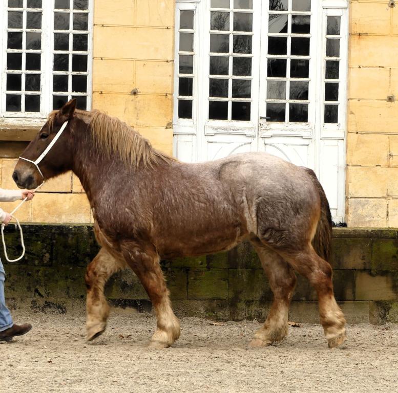 Festival du Cheval de Trait