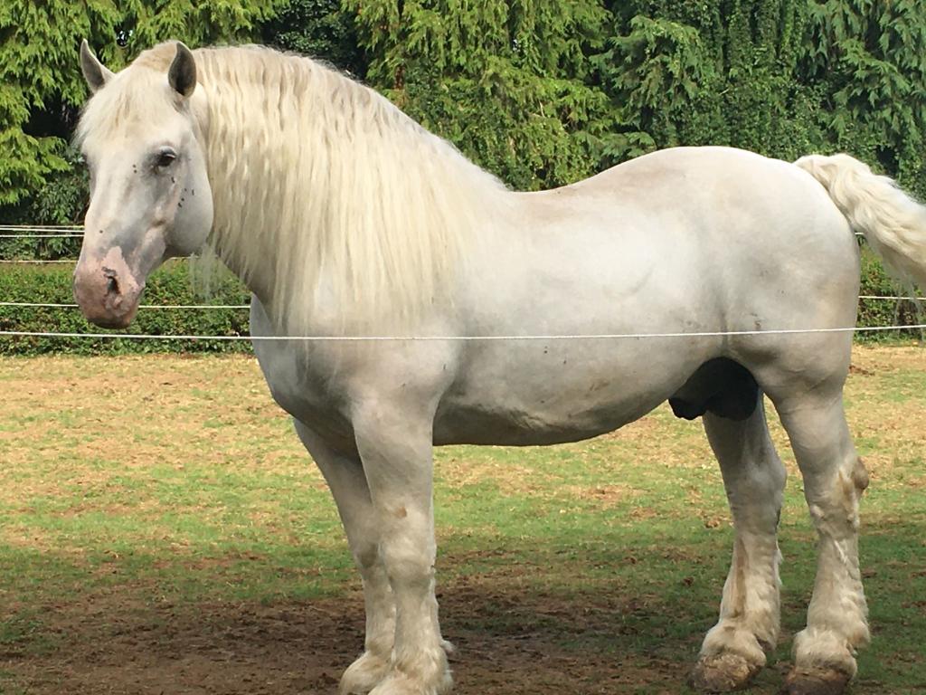 Festival du Cheval de Trait