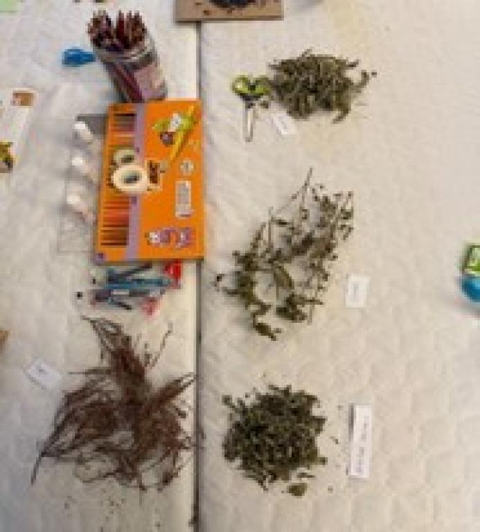 Atelier Plantes Médicinales