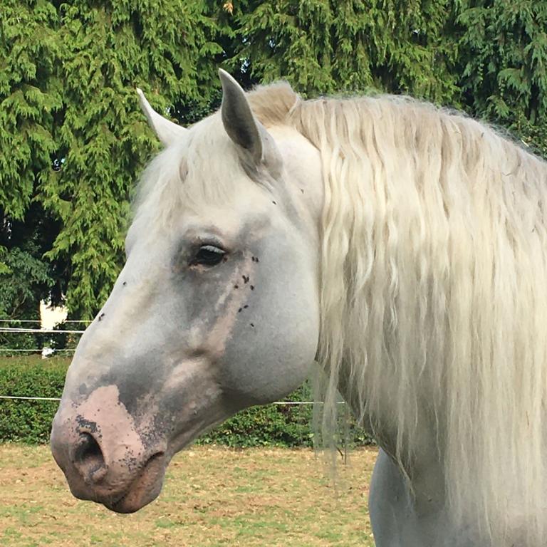 Découverte du cheval de trait