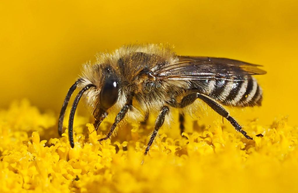 Cinéma Conférence à Bugeat : Les abeilles sauvages