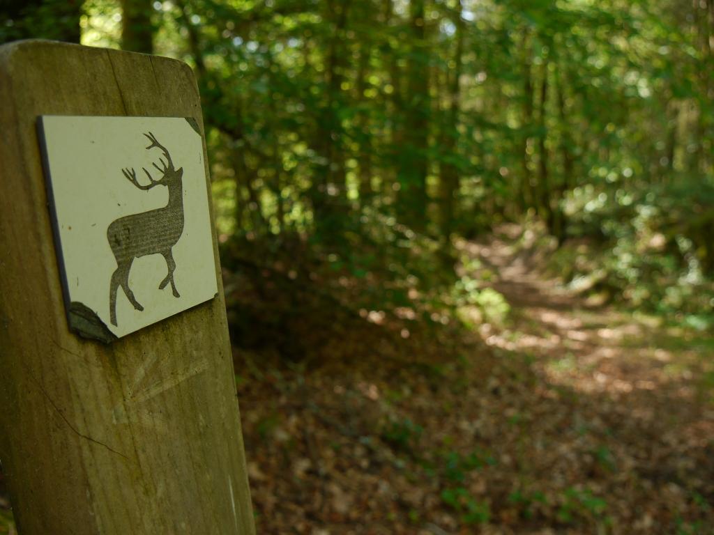 Escape Game Nature : le mystère du grand cerf