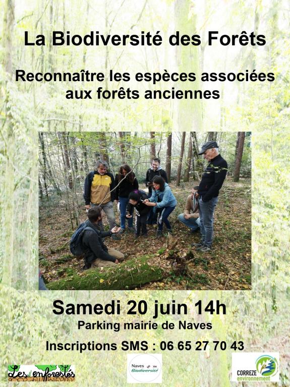 Balade : La biodiversité des forêts