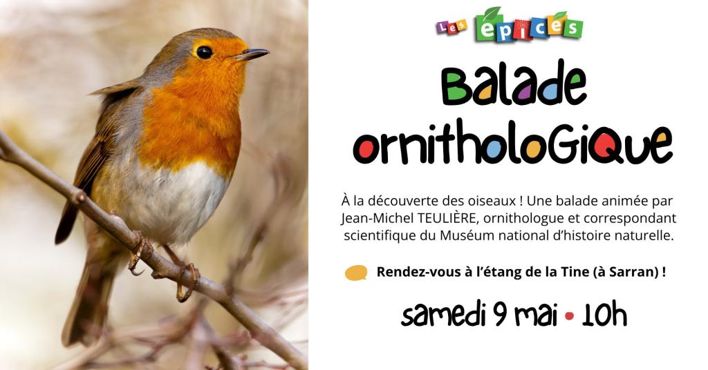 Balade ornithologique