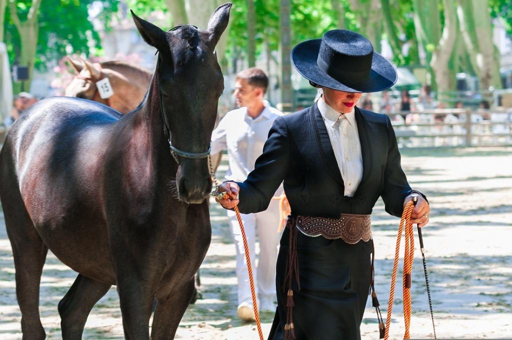 Spectacle équestre (Jardins de la Guierle)