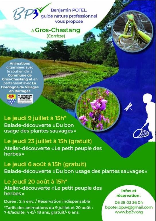 Balade découverte "Du bon usage des plantes sauvages"