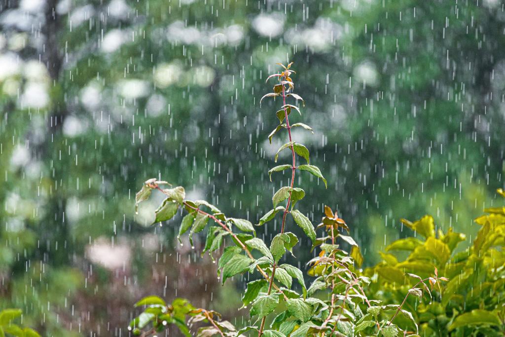 Castrum de Ségur : Cultiver la pluie