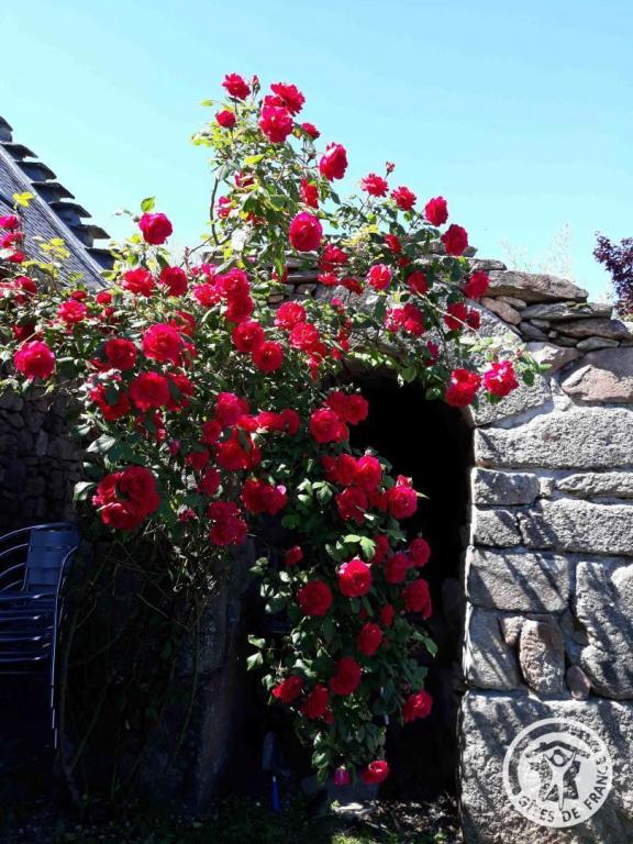 La Chaumière Libellule