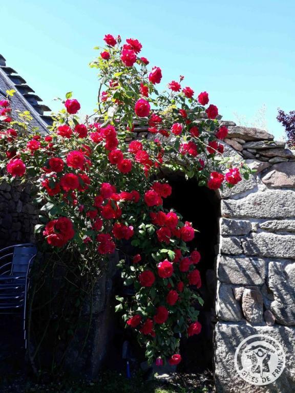 La Chaumière Libellule