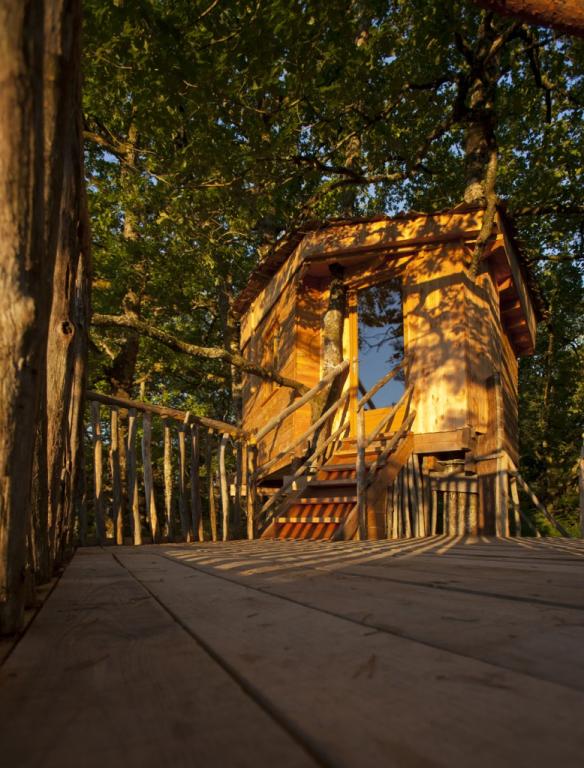 Hêtre sous le Charme