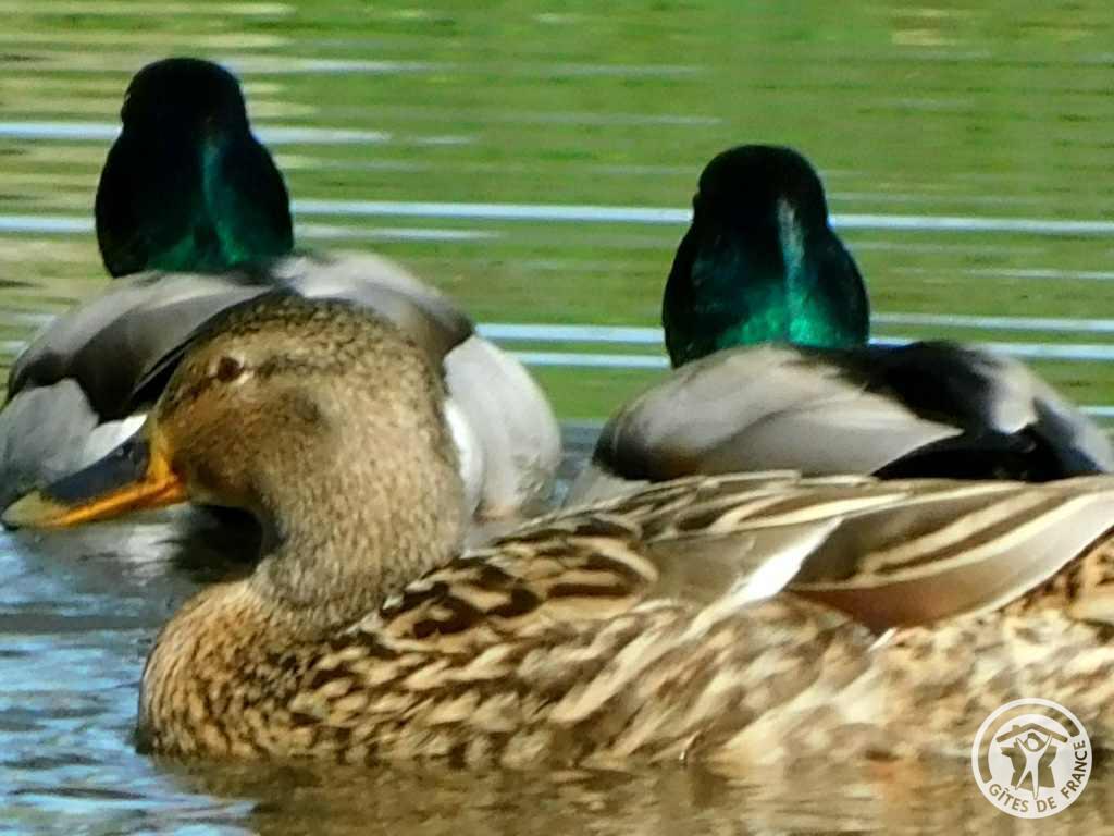 La pêcheur à La ferme des histoires mélangées