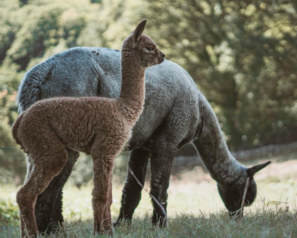 Gîte des alpagas