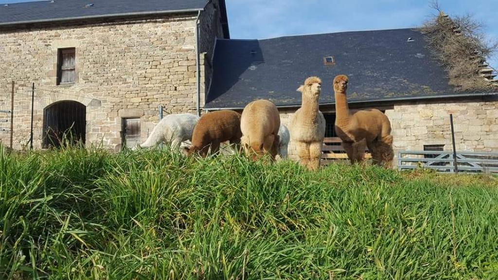 Gîte des alpagas