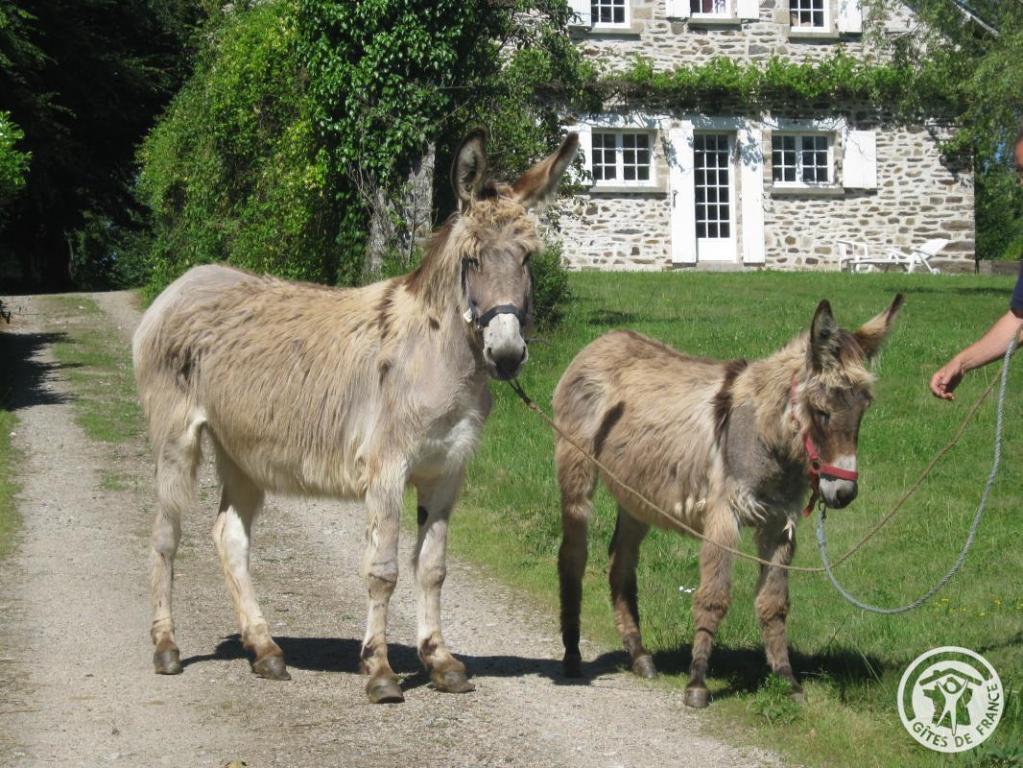 Le Gîte des ânes- Ludogîte