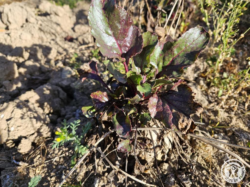 Location Gîtes de France  - Réf : 19G4092