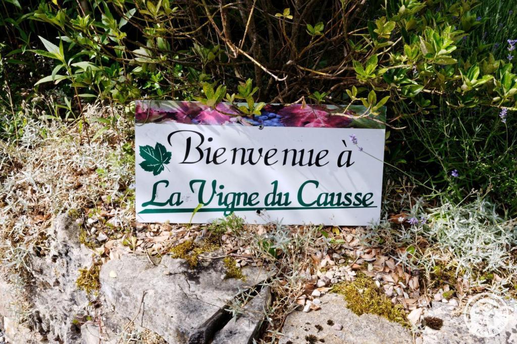 la vigne du causse