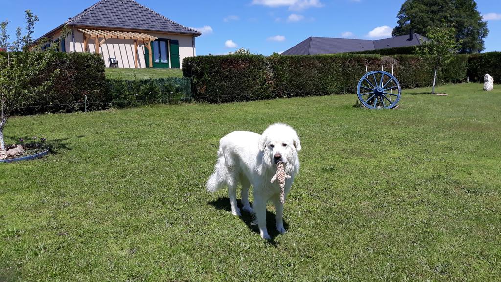 Chambres d'Hôtes Les p'tits loups Sornac 19290