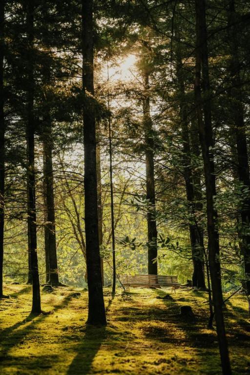 Lodge Spalazen nature Jeanne