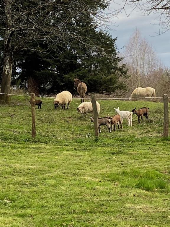 Domaine de Domingeal