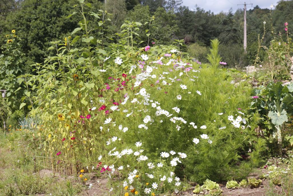 Aire Naturelle Le Moulin de Lacombe