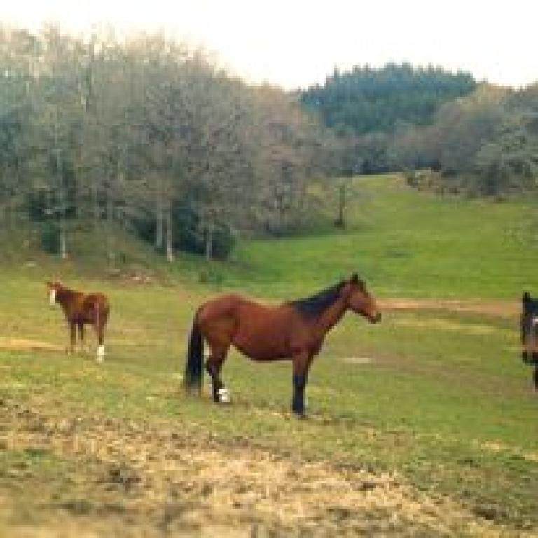 Camping à la ferme équestre de Tréphy