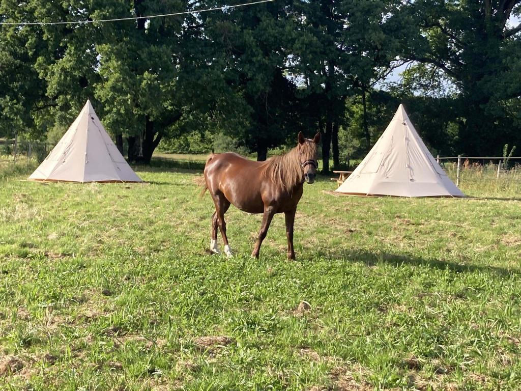 Au paddock de PEARL