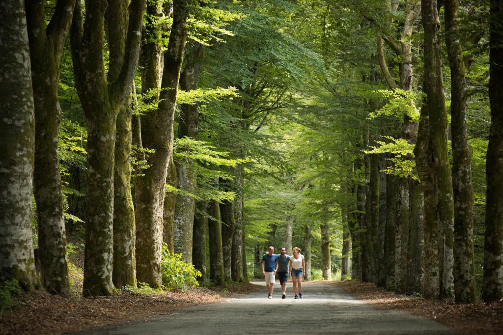 Route des Hêtres