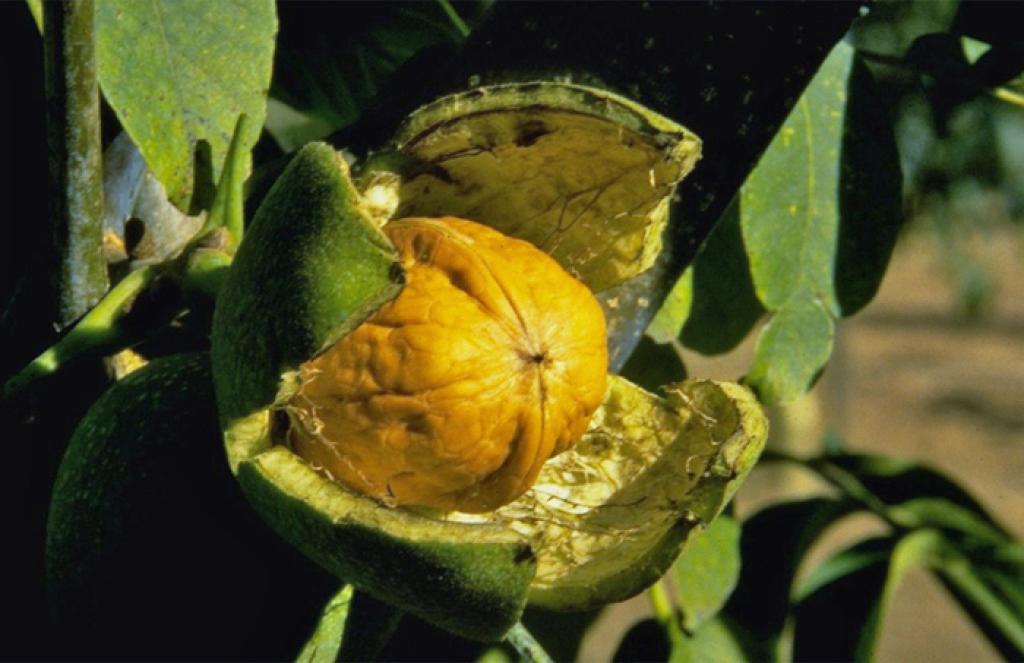 Route de la Noix du Périgord A.O.P.