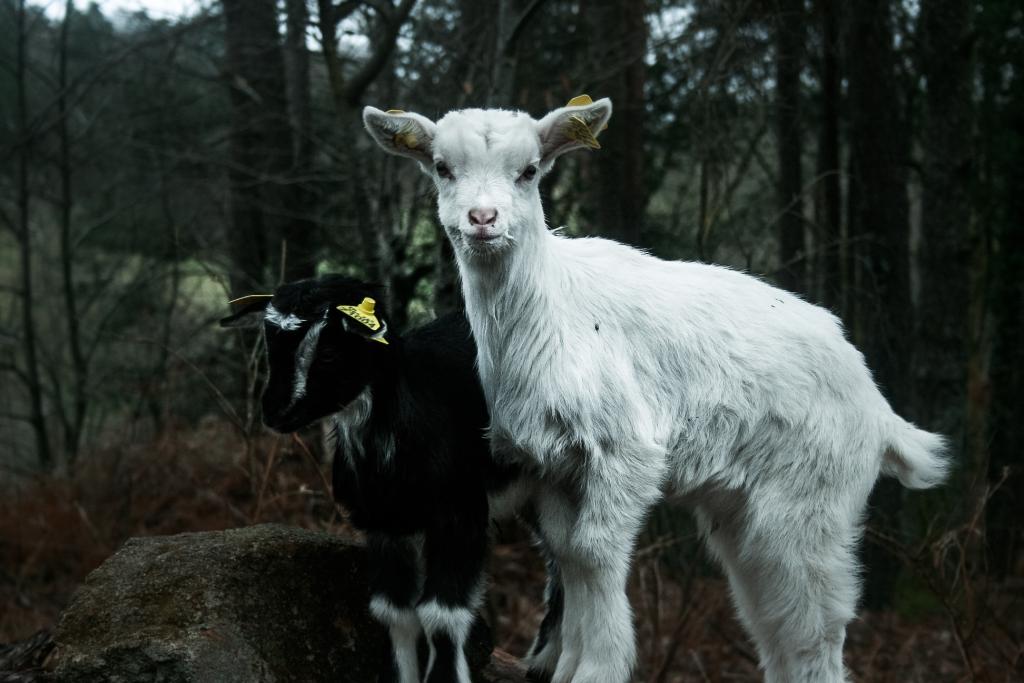 La p'tite ferme de Caro