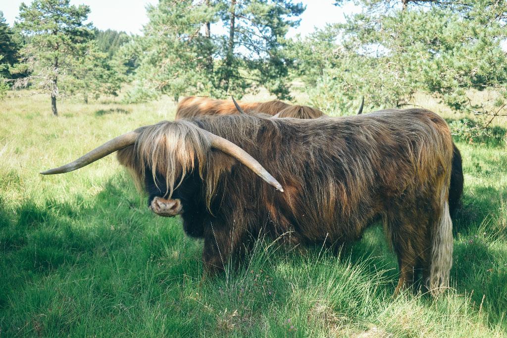 La ferme de Jolie Fleur