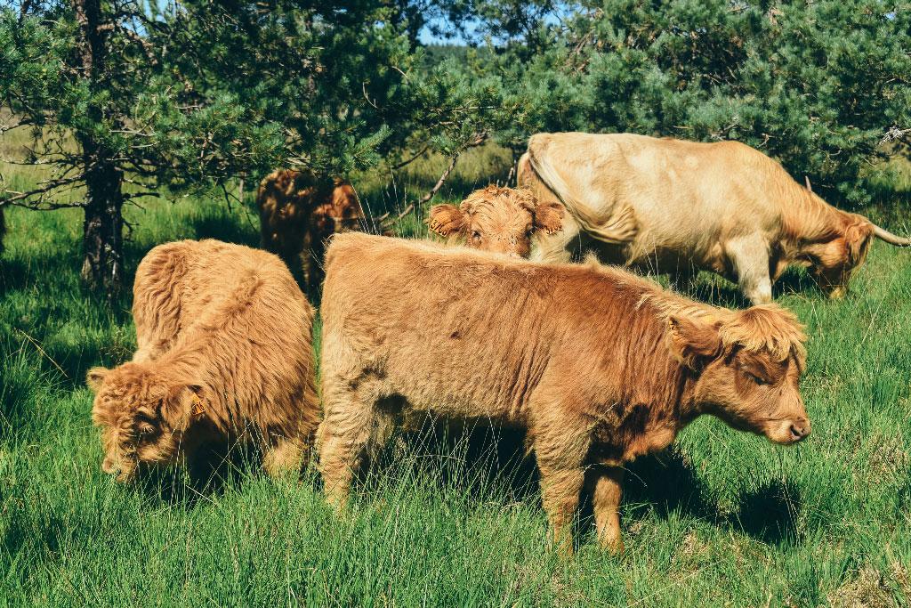 La ferme de Jolie Fleur