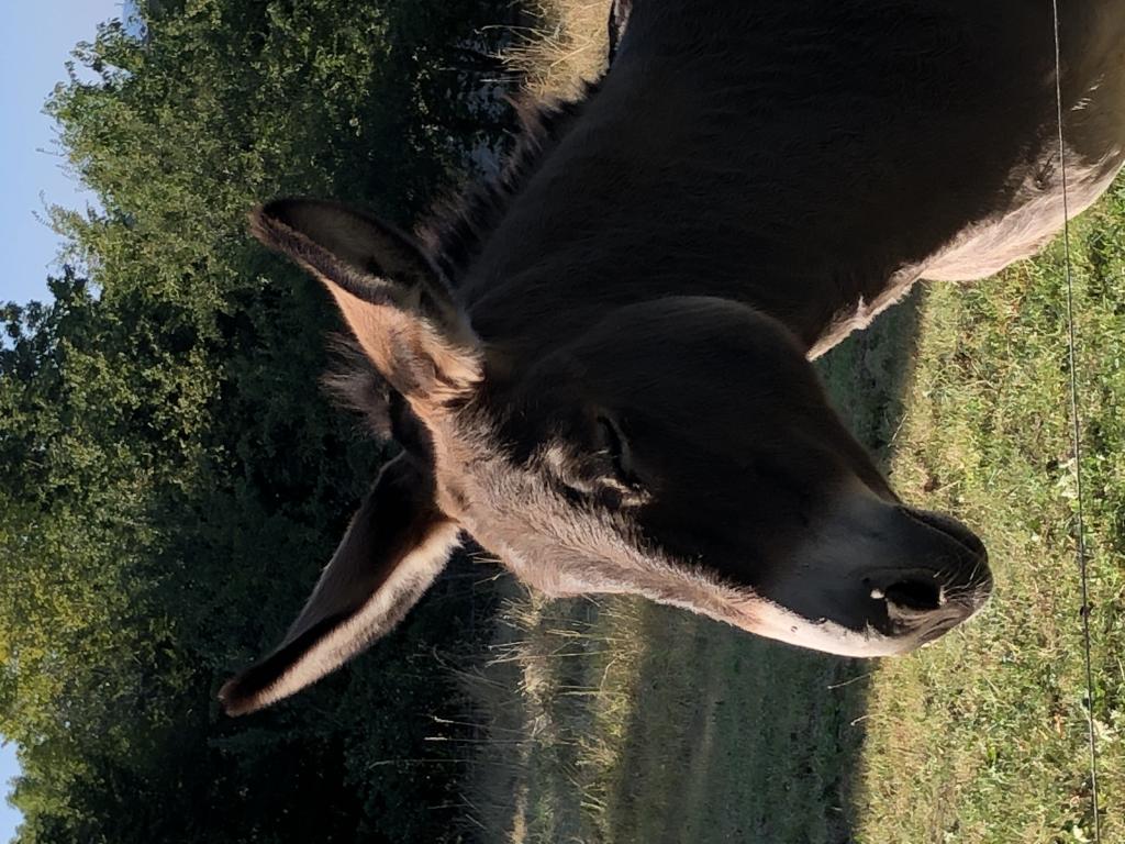 Château de Rilhac-Xaintrie