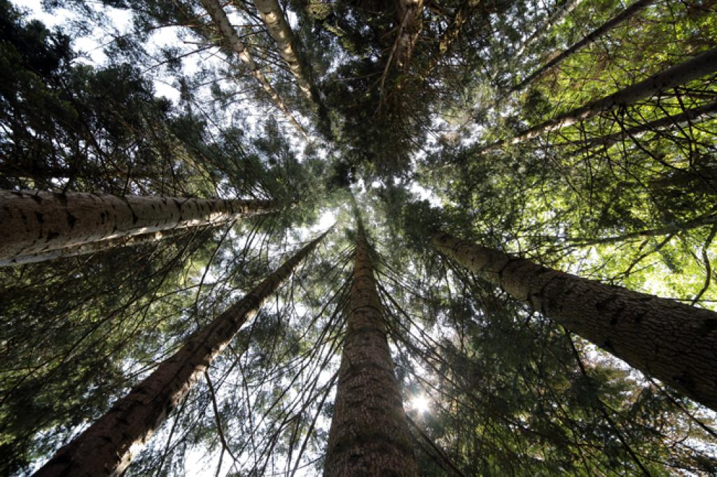 Arboretum du château de Neuvic d'Ussel