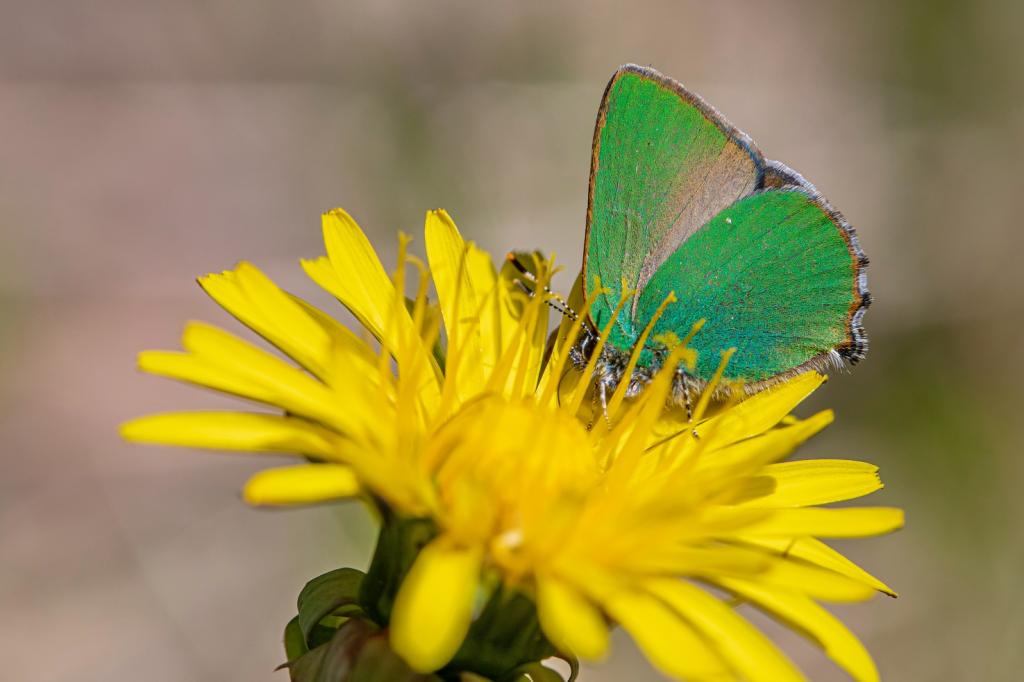 Le Couloir à Papillons