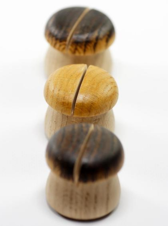 L'univers du champignon