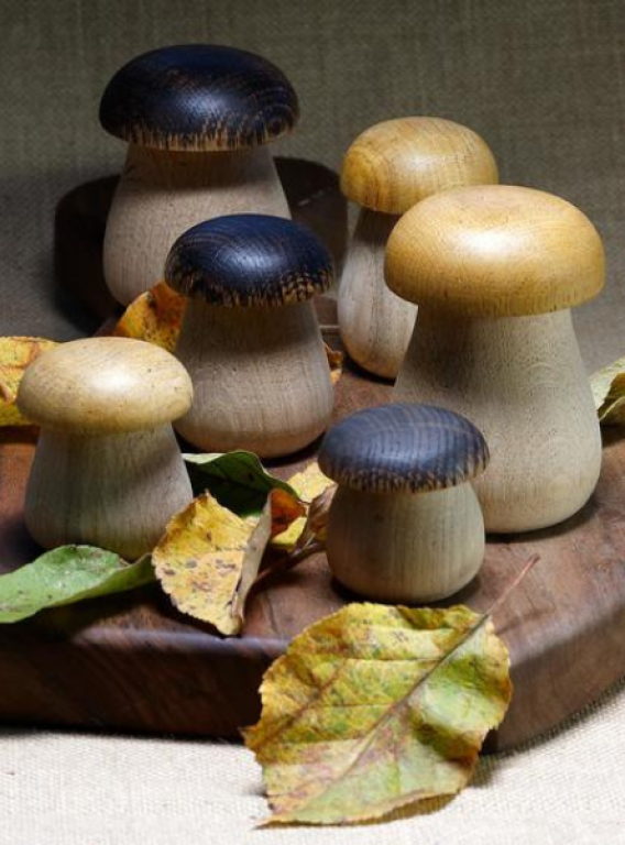 L'univers du champignon