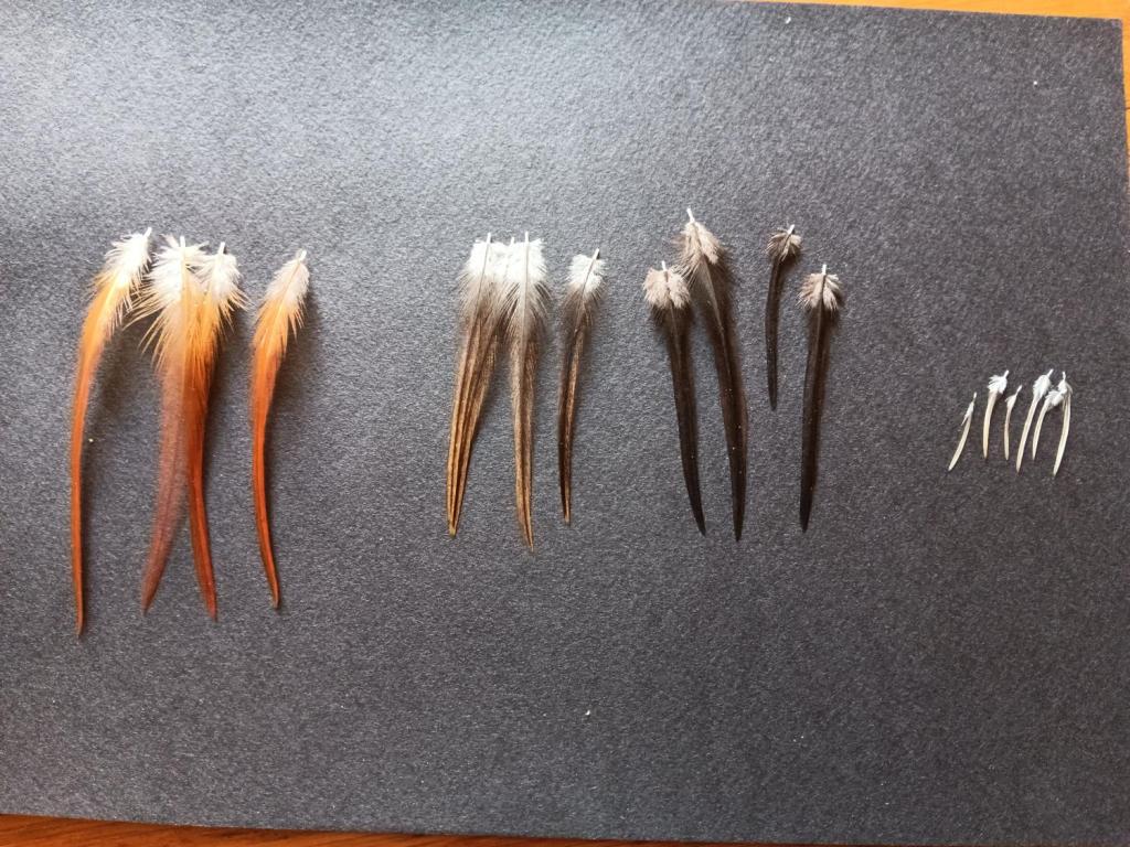 Du coq à la rivière