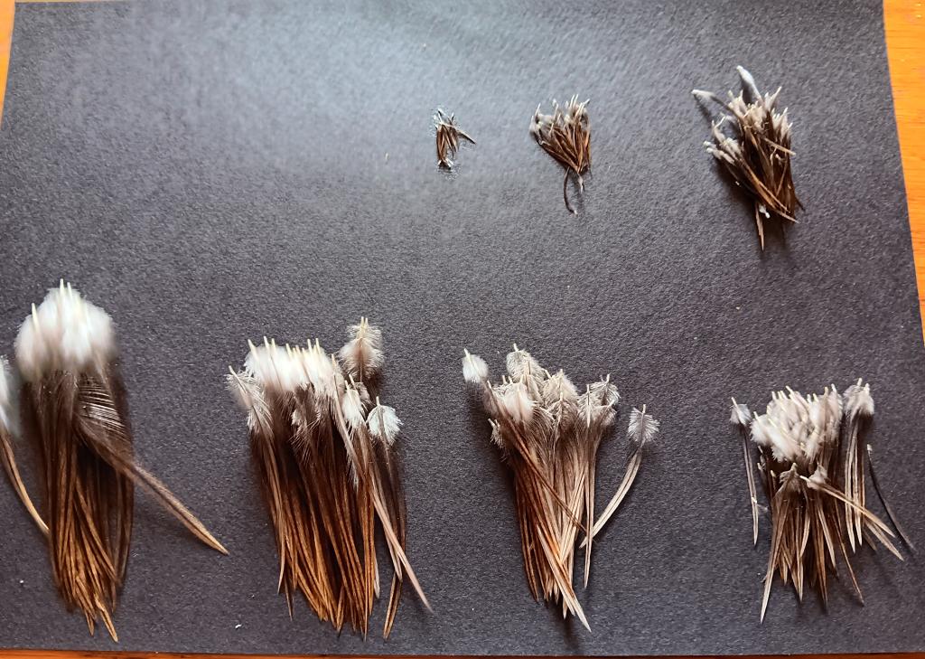 Du coq à la rivière