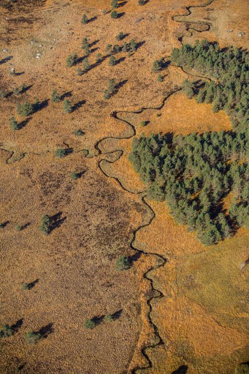 Tourbière du Longeyroux