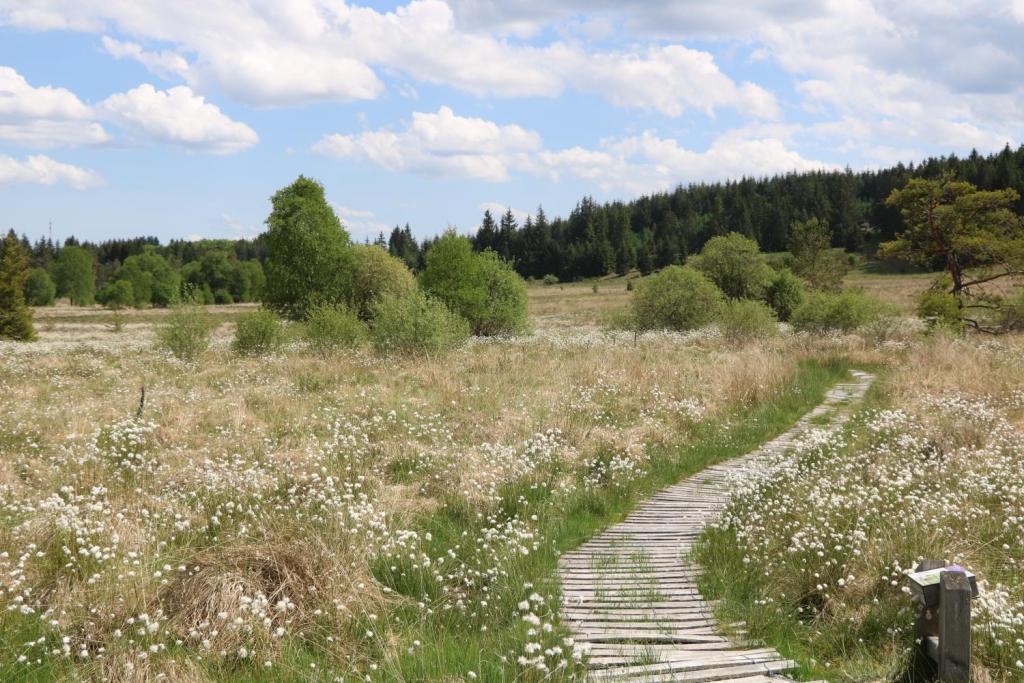 Tourbière du Longeyroux