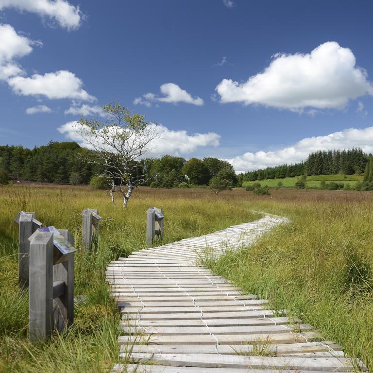 Tourbière du Longeyroux