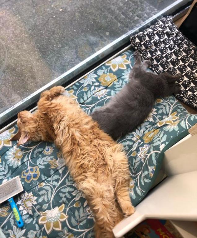 O P'tits chats gaillards