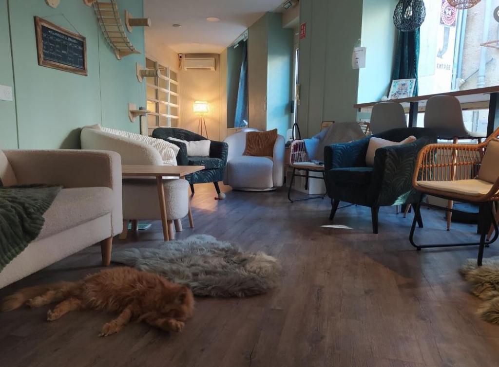 O P'tits chats gaillards